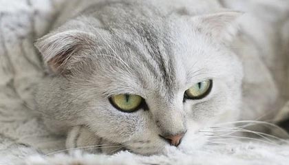 C7娱乐APP|电子竞技赛事v8.7.3